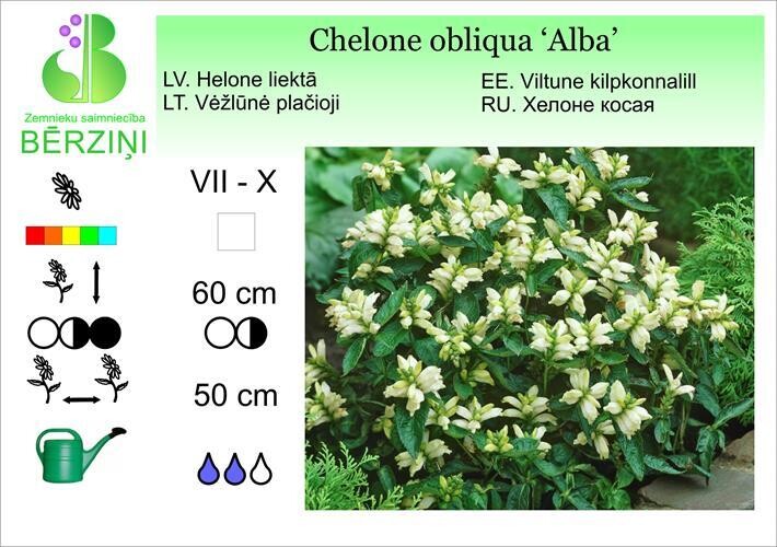 Chelone obliqua 'Alba', Helone