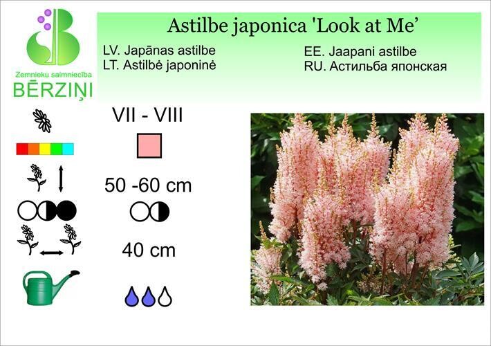 Astilbe japonica 'Look at Me'®, Astilbe