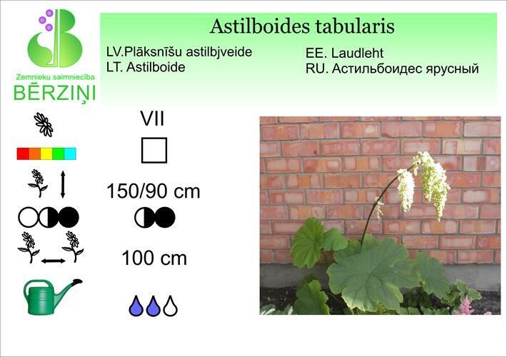 Astilboides tabularis, Astilbjveide