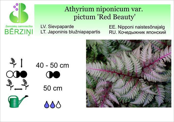 Athyrium niponicum var. pictum 'Red Beauty', Sievpaparde