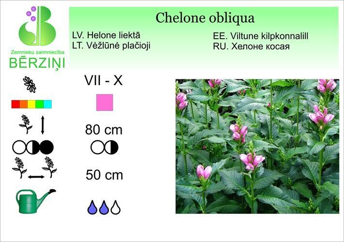Chelone obliqua, Helone
