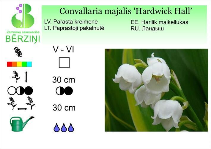 Convallaria majalis 'Hardwick Hall', Kreimene