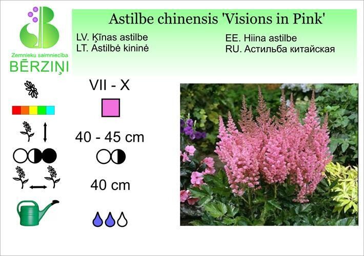 Astilbe chinensis 'Visions in Pink', Astilbe