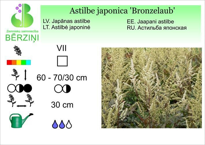 Astilbe japonica 'Bronzelaub', Astilbe