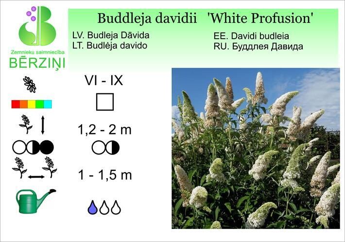 Buddleja 'White Profusion', Budleja
