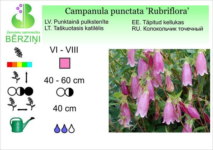 Campanula punctata 'Rubriflora', Pulkstenīte