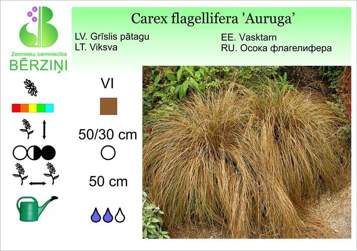 Carex flagellifera 'Auruga', Grīslis