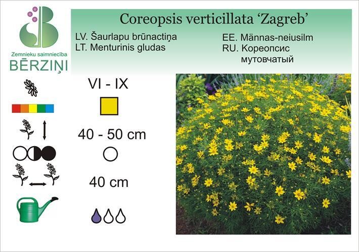 Coreopsis verticillata 'Zagreb', Brūnactiņa