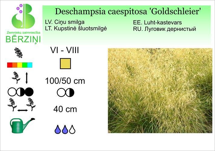 Deschampsia caespitosa 'Goldschleier', Smilga