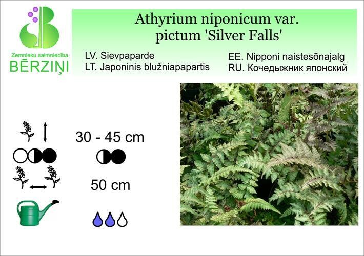 Athyrium niponicum var. pictum 'Silver Falls', Sievpaparde