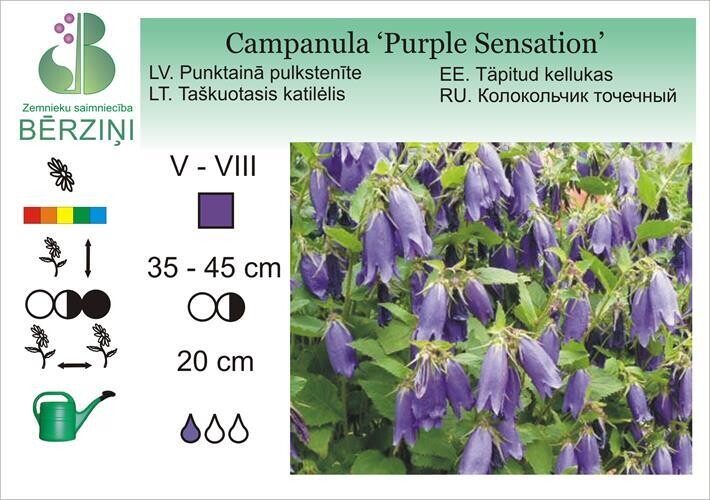Campanula 'Purple Sensation', Pulkstenīte