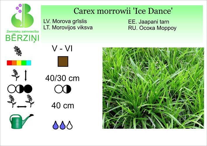 Carex morrowii 'Ice Dance', Grīslis