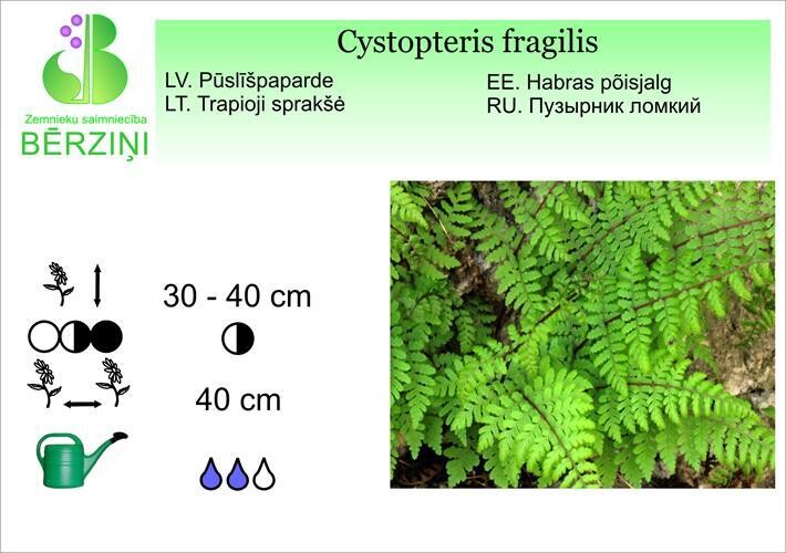 Cystopteris fragilis, Pūslīšpaparde