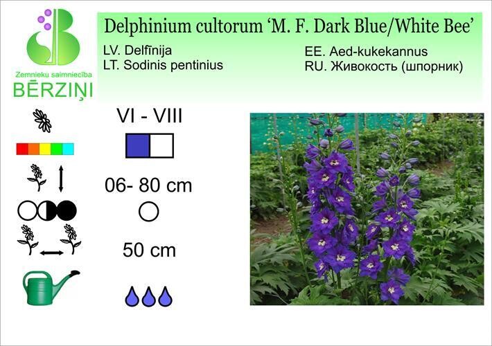 Delphinium cultorum 'Magic Fountains Dark Blue/White Bee', Delfīnija