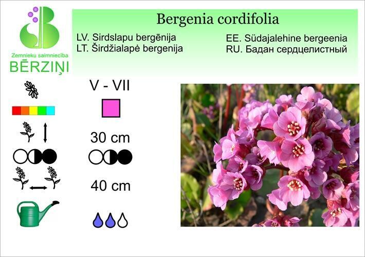 Bergenia cordifolia, Bergēnija