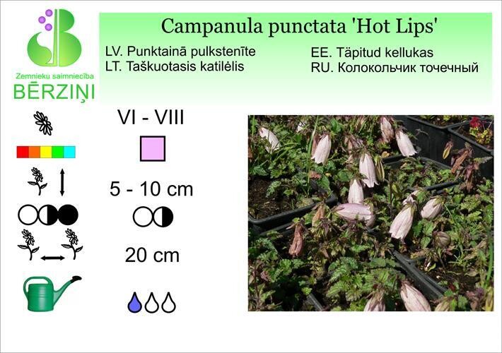Campanula punctata 'Hot Lips', Pulkstenīte