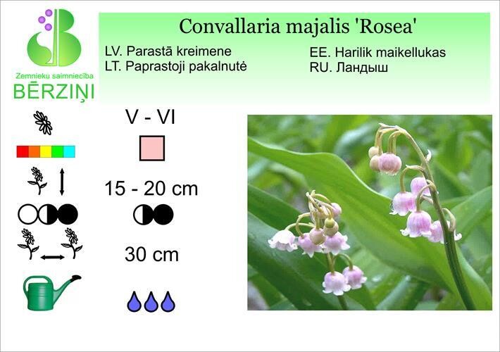 Convallaria majalis 'Rosea', Kreimene