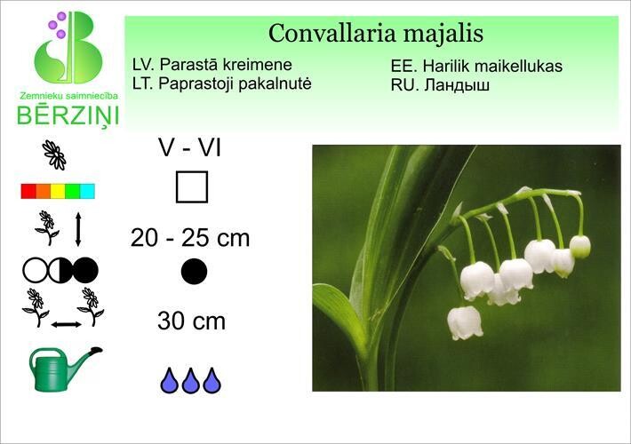 Convallaria majalis, Kreimene