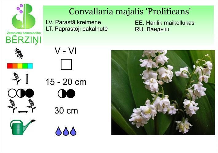 Convallaria majalis 'Prolificans', Kreimene