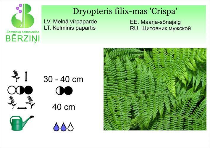 Dryoptiris filix-mas 'Crispa', Vīrpaparde