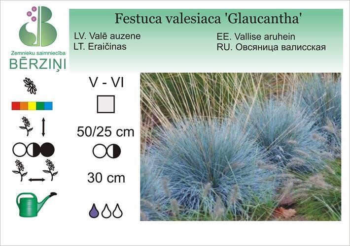 Festuca valesiaca 'Glaucantha', Auzene