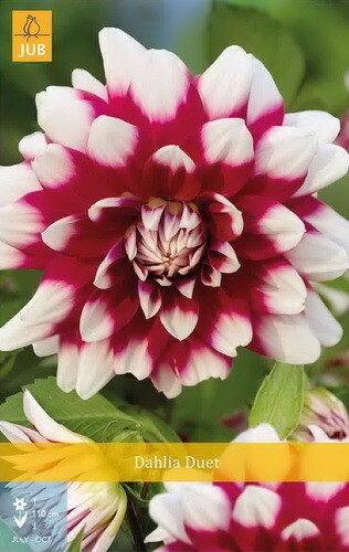 DAHLIA Duet, Dālija