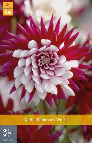 DAHLIA Rebecca’s World, Dālija