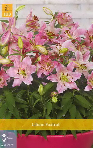 LILIUM Foxtrot, Lilija