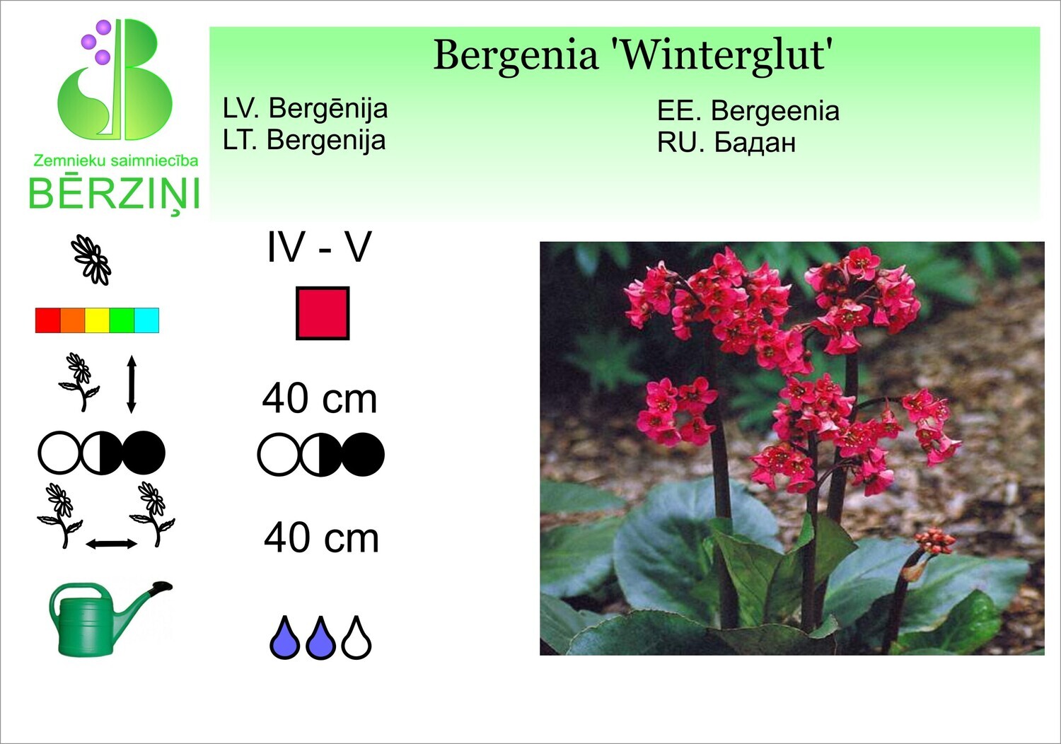 Bergenia 'Winterglut', Bergēnija