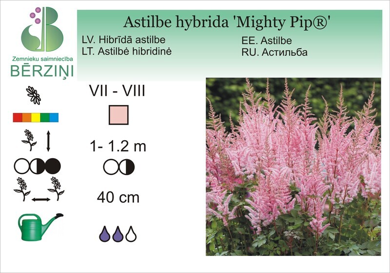 Astilbe hybrida 'Mighty Pip'®, Astilbe