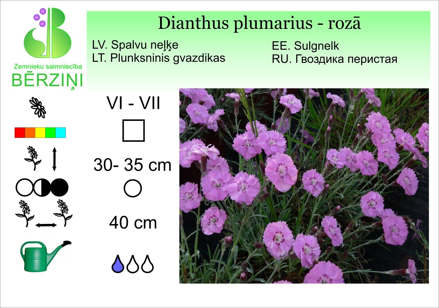 Dianthus plumarius – rozā, Neļķe