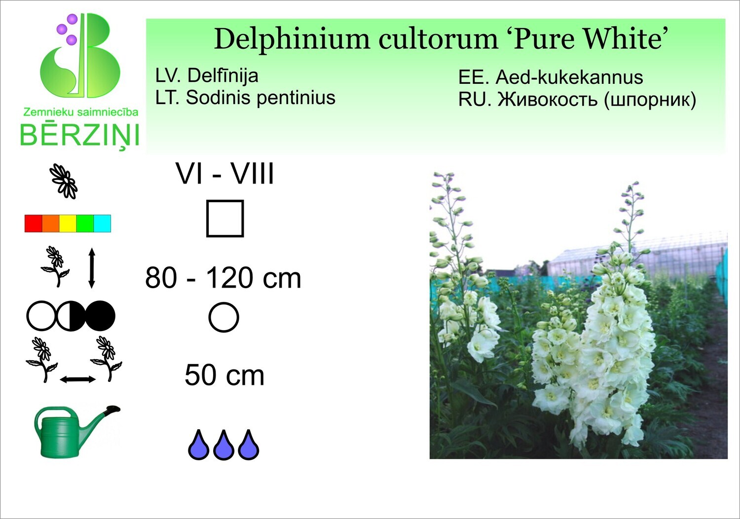 Delphinium cultorum 'Magic Fountains Pure White', Delfīnija