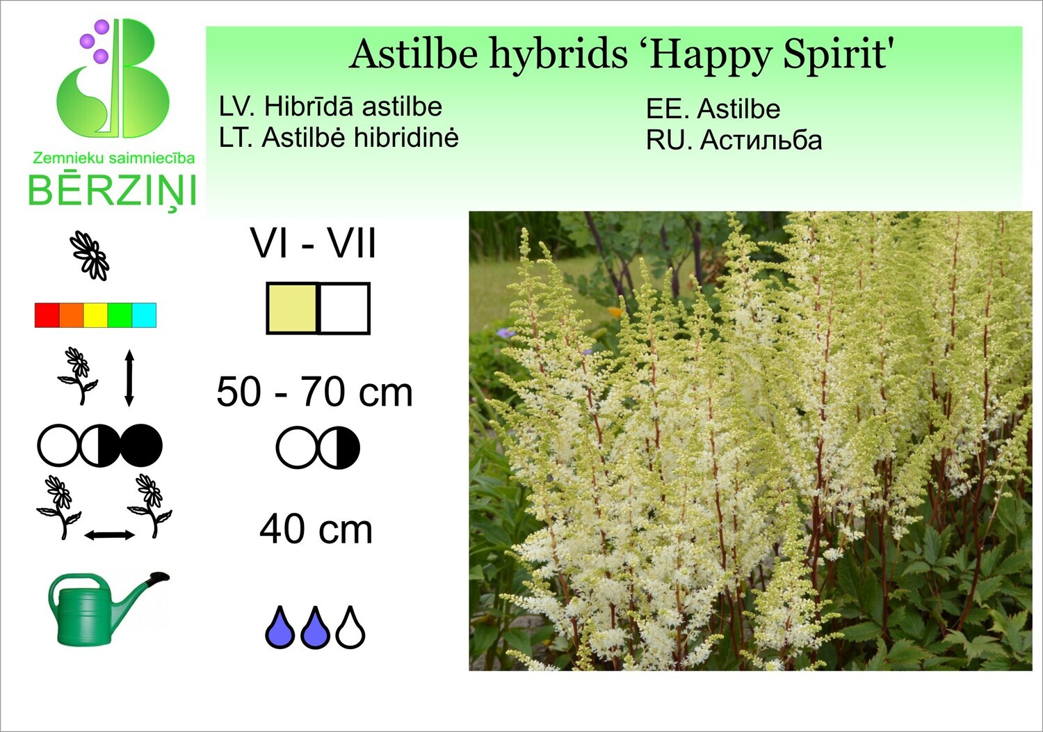 Astilbe hybrida 'Happy Spirit', Astilbe