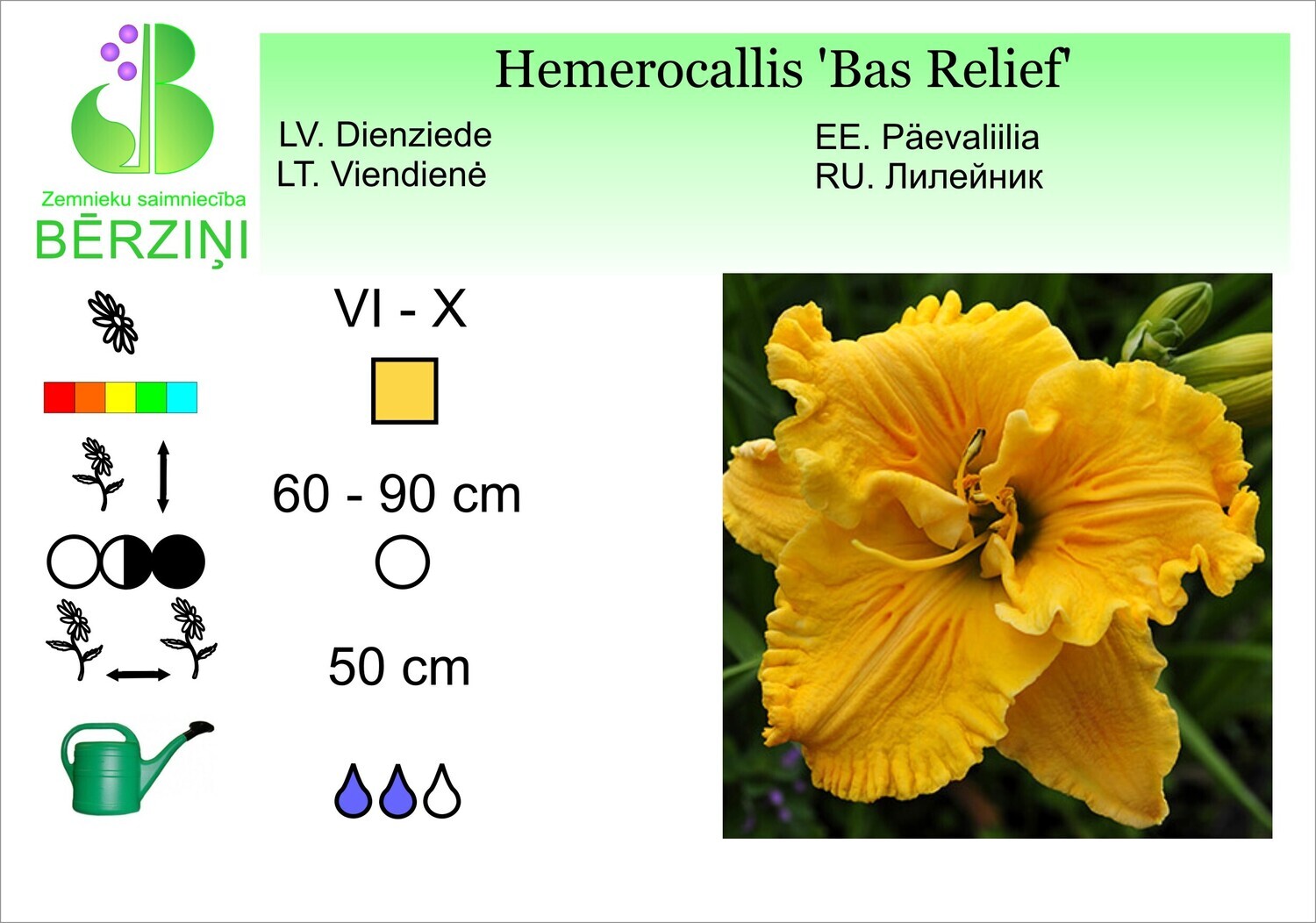 Hemerocallis 'Bas Relief' Dienziede 'Bas Relief', Dienziede Hemerocallis 'Bas Relief' Dienziede 'Bas Relief', Dienziede