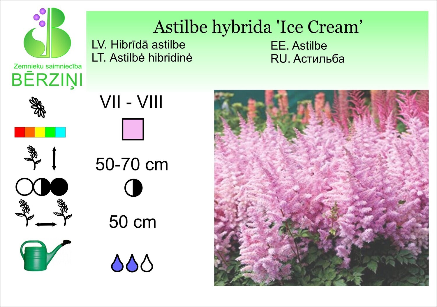 Astilbe hybrida 'Icecream'®, Astilbe