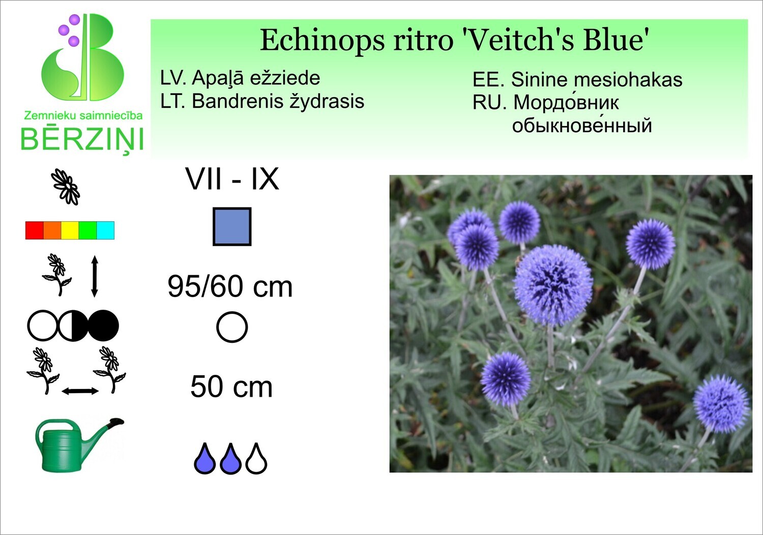 Echinops ritro 'Vetchs Blue', Ežziede