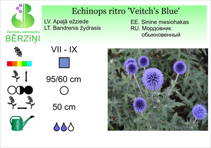 Echinops ritro 'Vetchs Blue', Ežziede