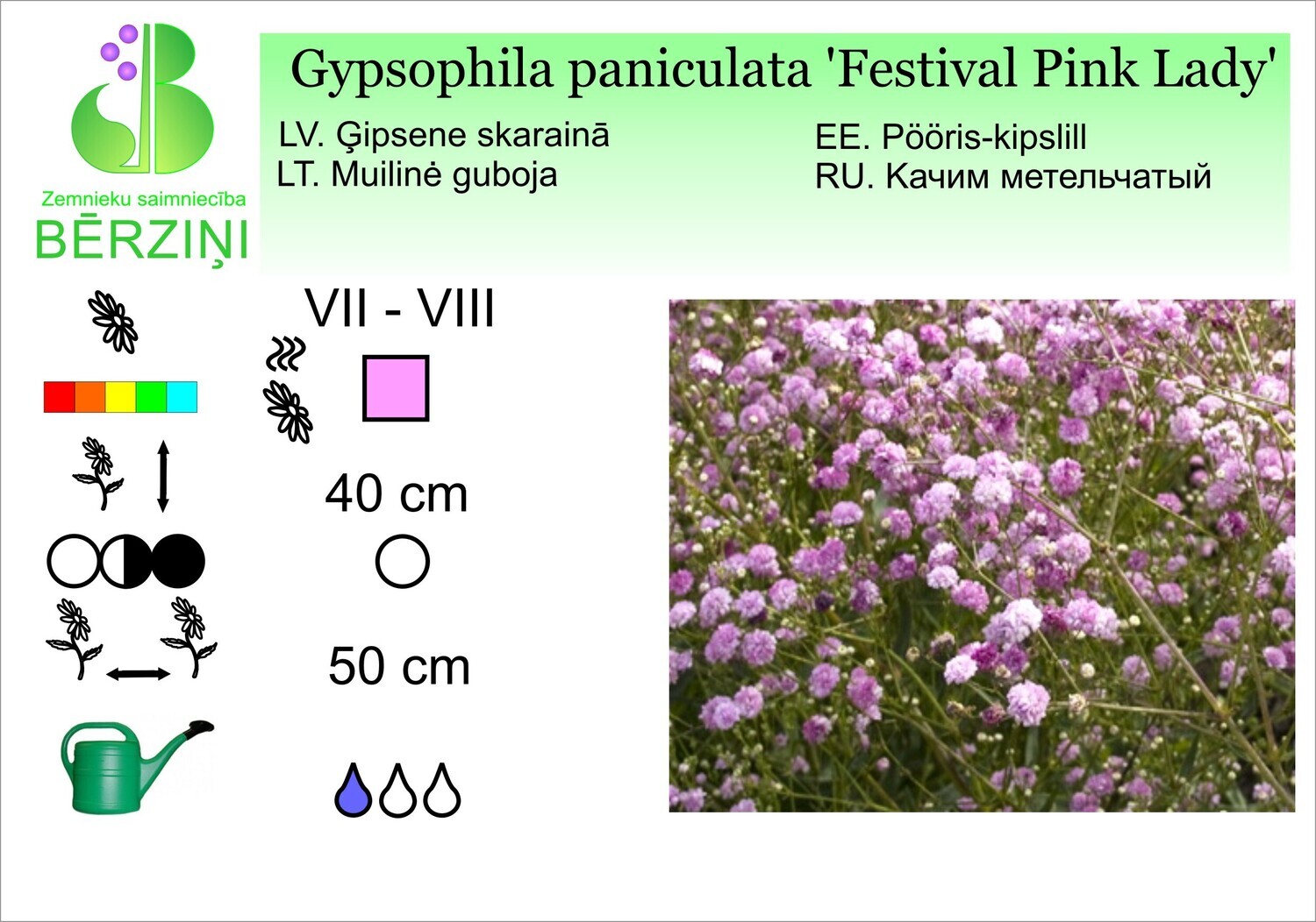 Gypsophila paniculata 'Festival Pink Lady', Ģipsene