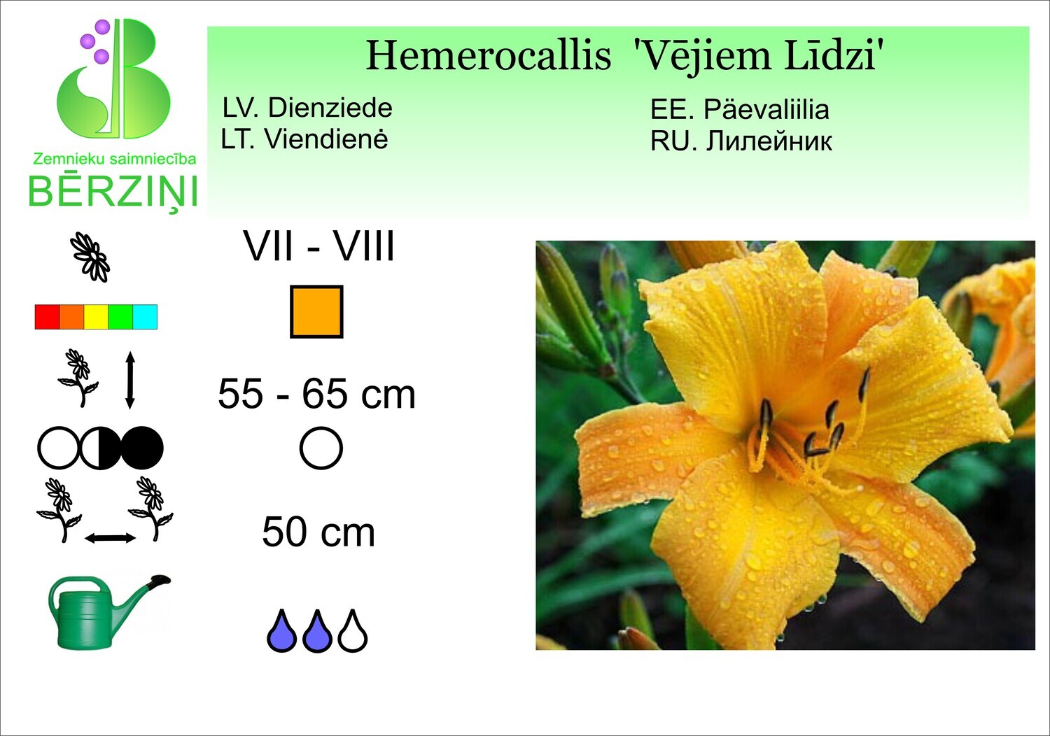 Hemerocallis 'Vējiem Līdzi', Dienziede