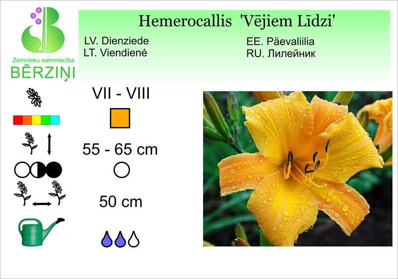 Hemerocallis 'Vējiem Līdzi', Dienziede