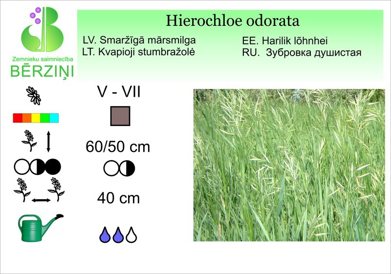Hierochloe odorata, Mārsmilga