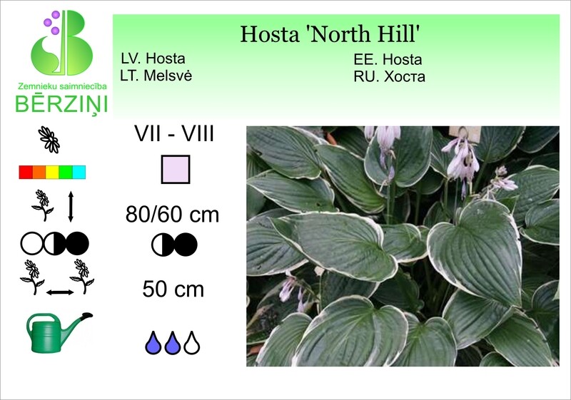 Hosta 'North Hill', Hosta