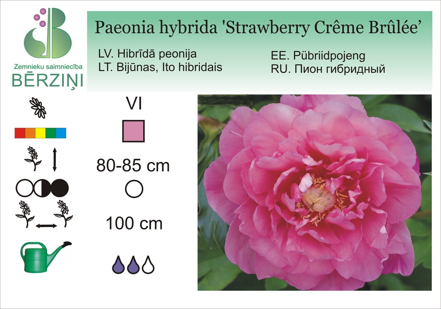 Paeonia hybrida 'Strawberry Crême Brûlée'