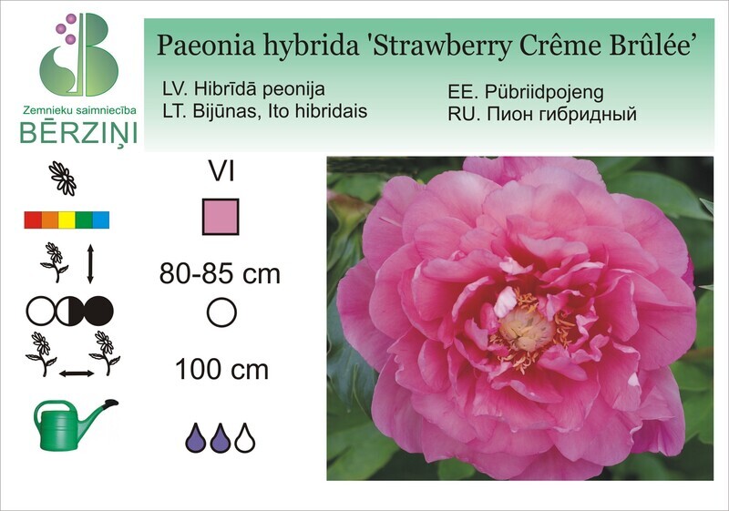 Paeonia hybrida 'Strawberry Crême Brûlée'