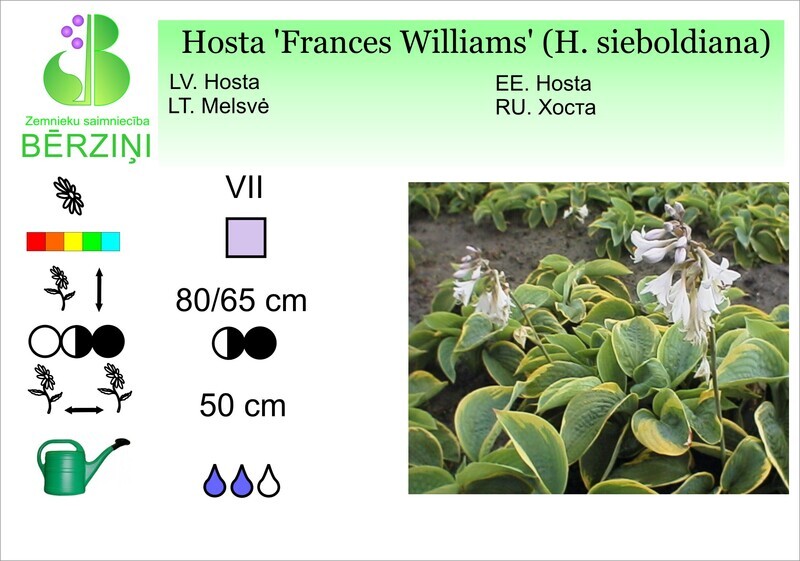 Hosta 'Frances Williams', Hosta