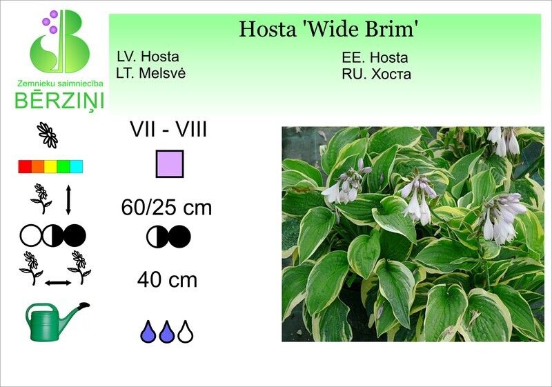 Hosta 'Wide Brim', Hosta