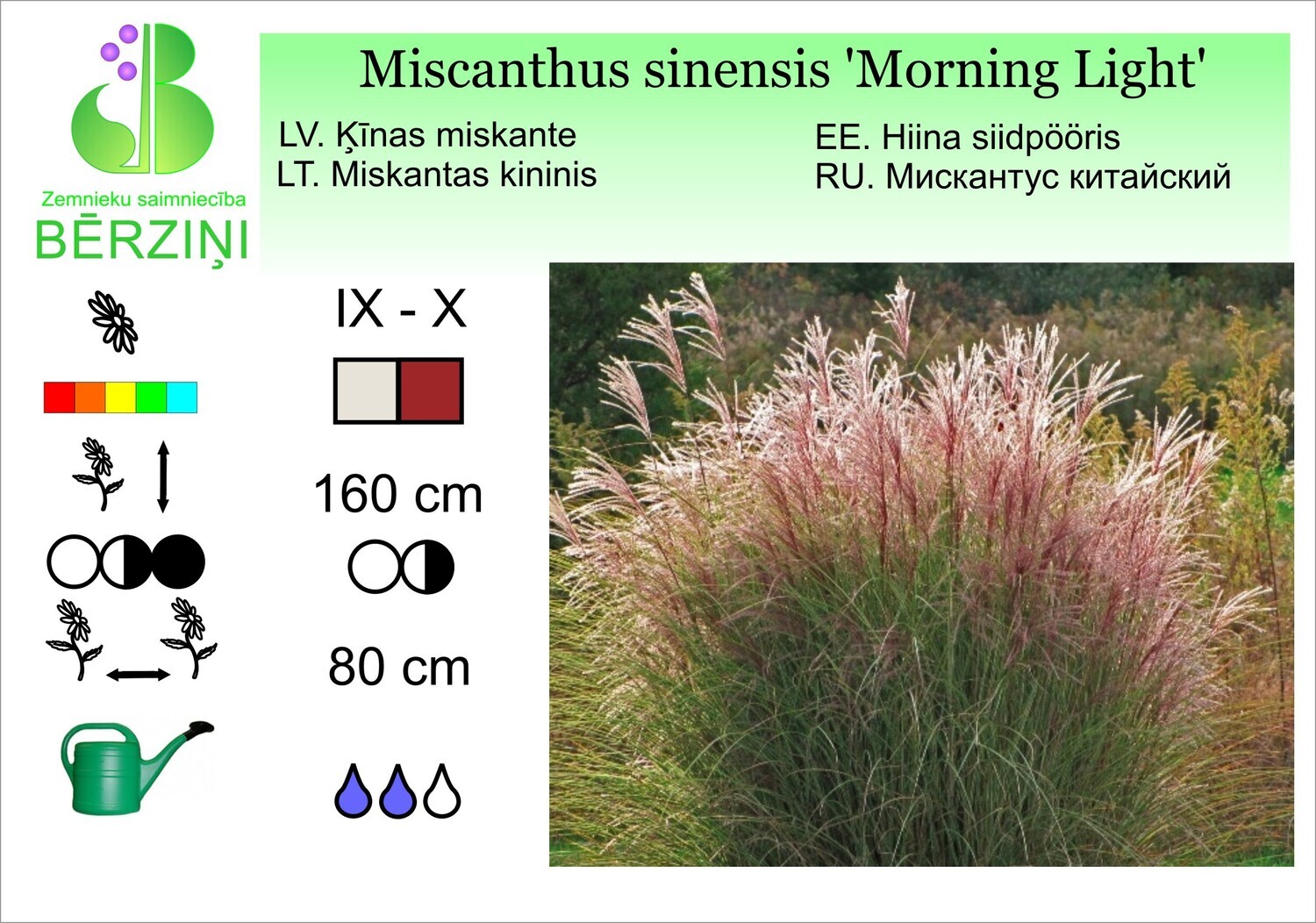 Miscanthus sinensis 'Morning Light', Miskante
