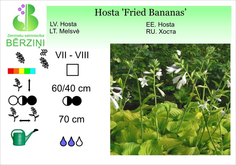 Hosta 'Fried Bananas', Hosta