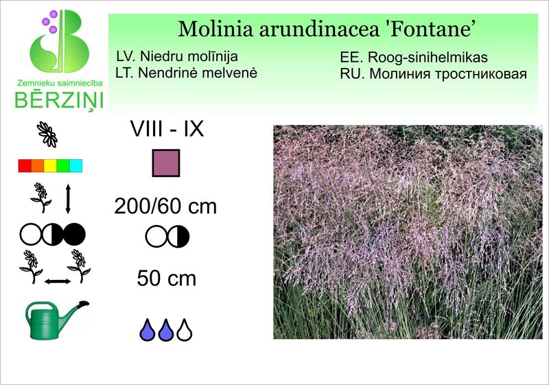 Molinia arundinacea 'Fontane', MOlīnija