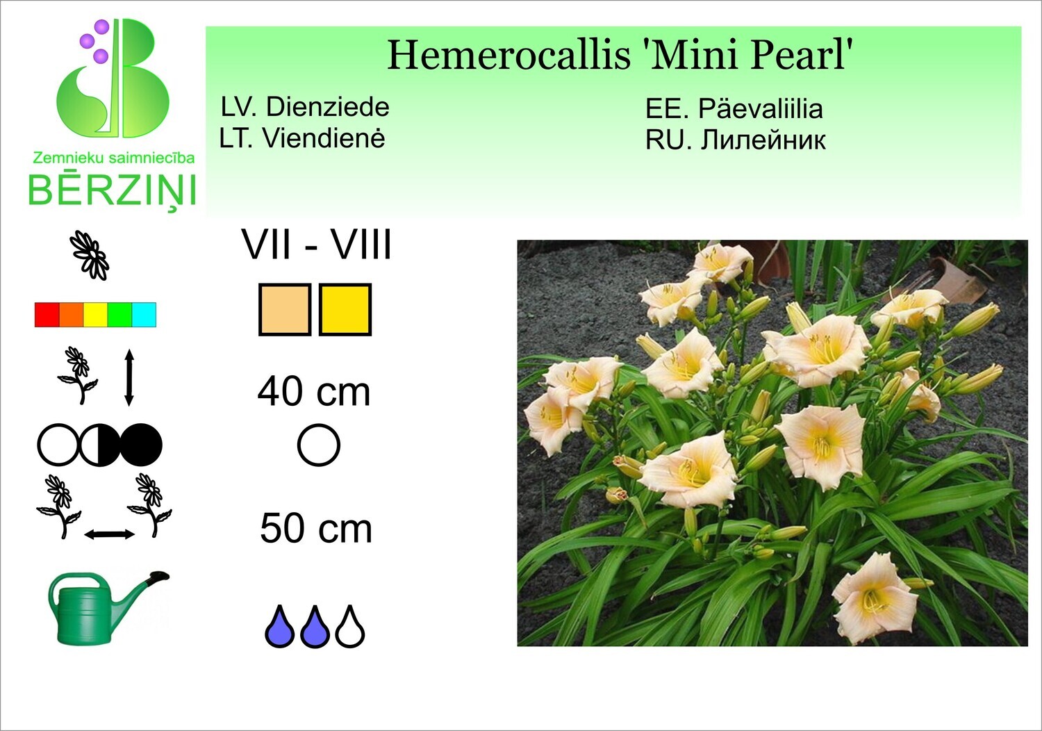 Hemerocallis 'Mini Pearl', Dienziede